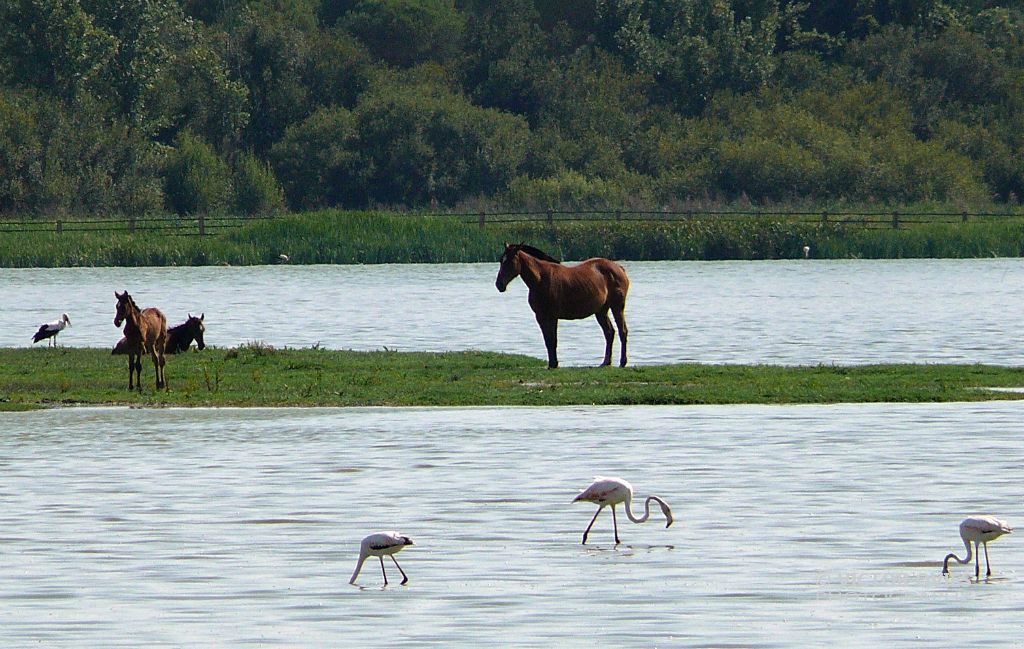 Marismas de Doñana